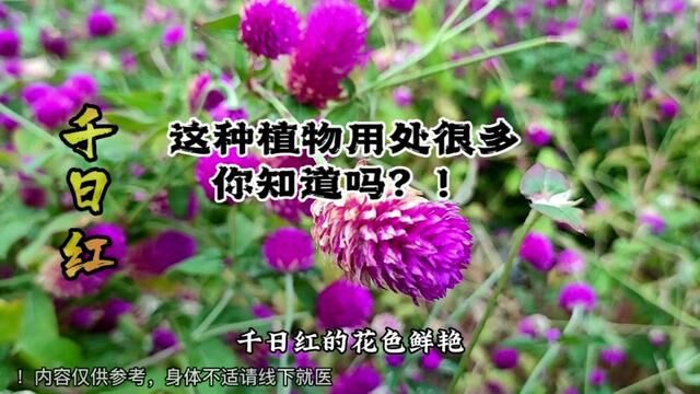 花无百日红?还真有 #千日红 #植物科普 #药用植物 #中药本草 #植物百科