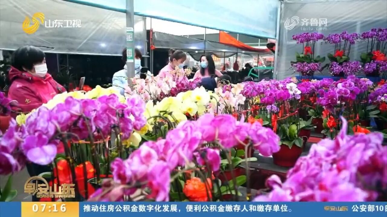 徜徉“花海”迎新春!打卡青州花卉大集,花卉品种多达3000余种