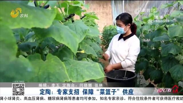 强化源头管理、加强技术指导,定陶多措并举,保障“菜篮子”供应