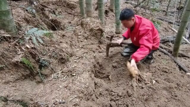 2023年挖冬笋第7天阿文带粉丝一起挖笋收获一个2斤的笋王