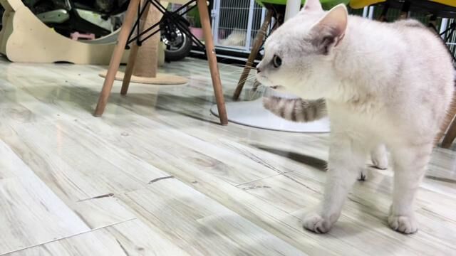 嘟嘟又开始骂街了#乳色英短 #骂骂咧咧的猫