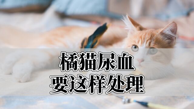 橘猫尿血要这样处理,你学会了吗?