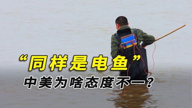 电鱼被我国严令禁止,美国却要鼓励电鱼?电鱼的危害有多大?