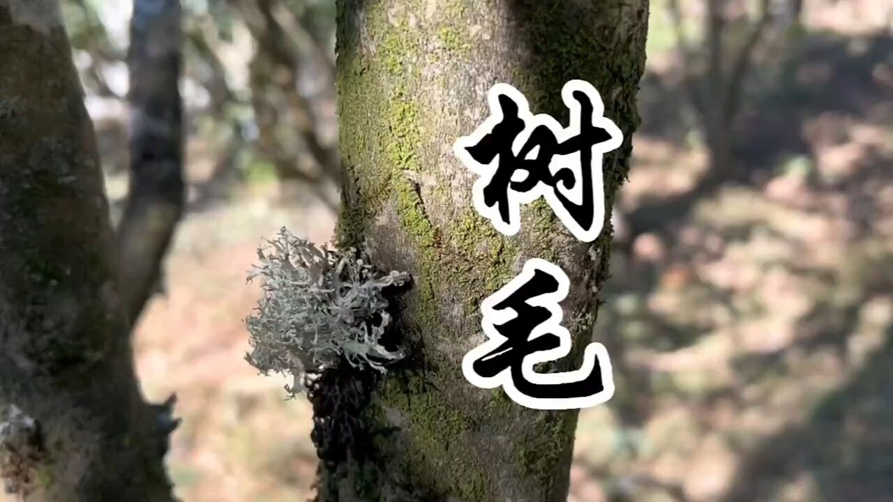 云南小吃“树毛”,学名,硬枝树花