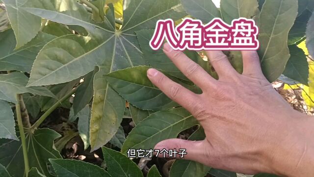 八角金盘不仅观赏价值高,还是一味中药材