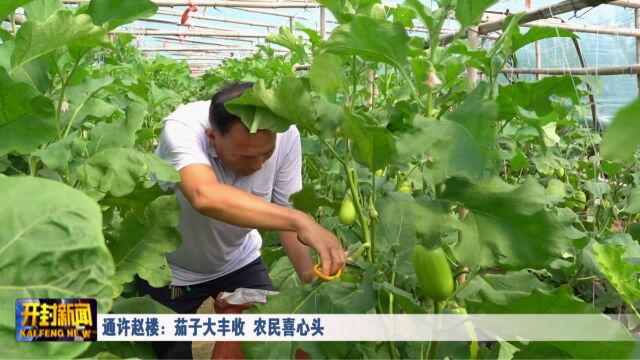 通许赵楼:茄子大丰收 农民喜心头