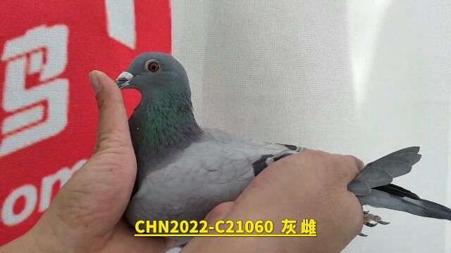 盖比拍卖 21060