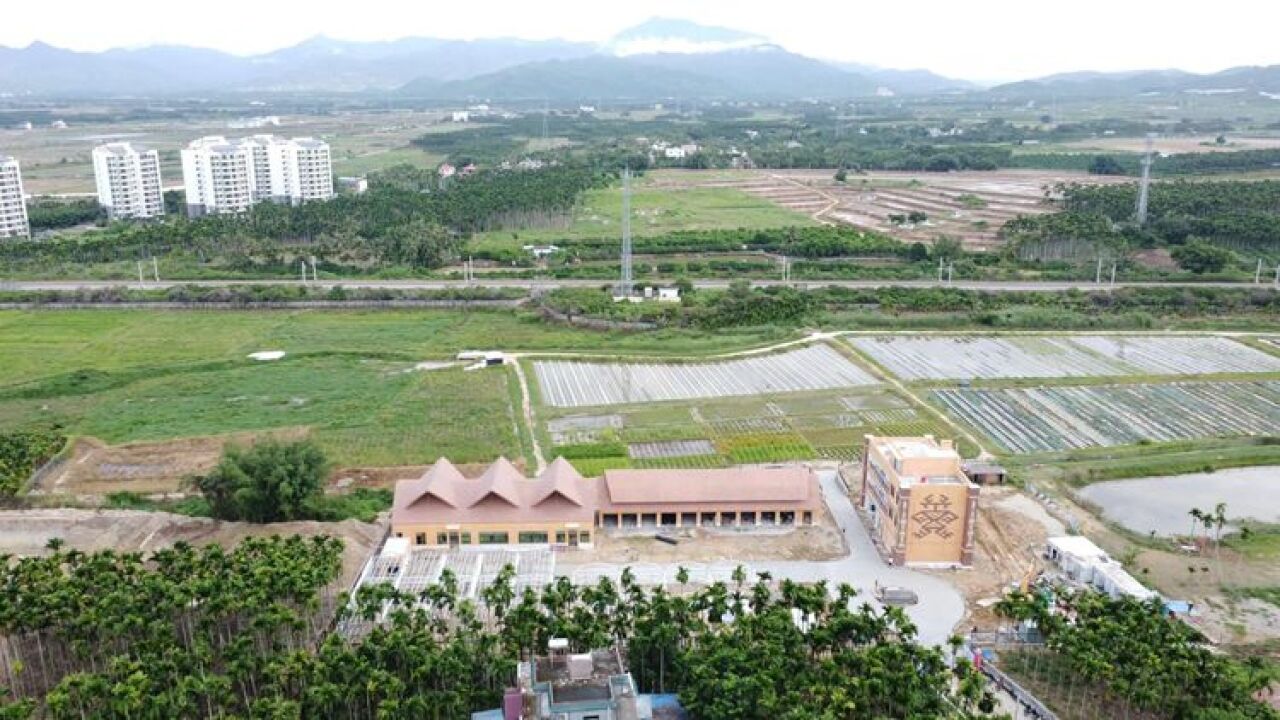 视频|全球最大野生稻种质圃即将开圃 科学育种又前进一步