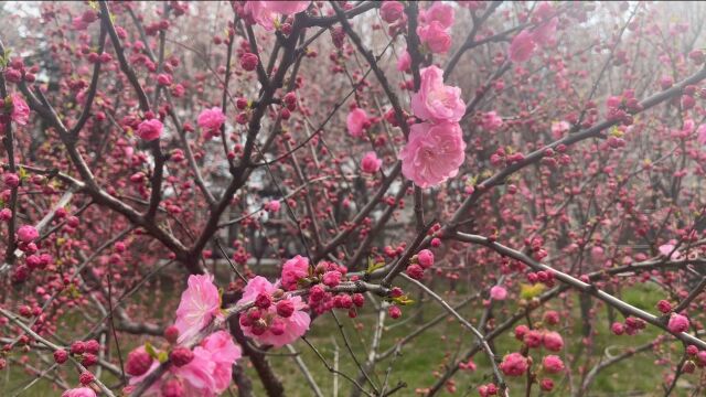 西王集团|西王食品|云赏花,花开散春满西王园