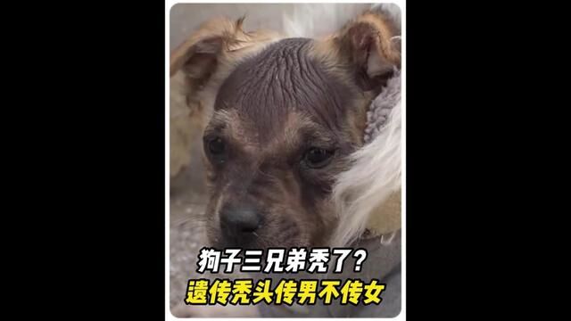 秃头传男不传女?狗妈一窝产下四只狗崽,三只公狗全是秃头#狗狗 #萌宠