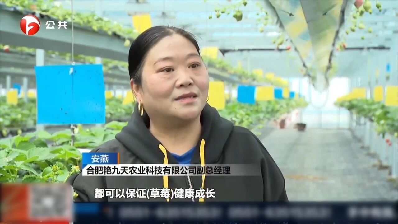 长丰:“数字”助力春管,草莓迎丰收