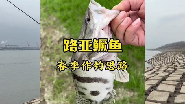 武汉为例:武汉春季鳜鱼预计本月底,首选支流,河道闸口,雨后支流河道结构,都是不错的选择!#春季鳜鱼作钓思路 #新手路亚教学