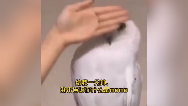 【娱乐热点解读】给我一分钟,告诉你何为momo?