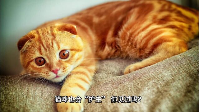 主人假装“打”孩子,猫咪的反应让人动容:不许打我的小主人