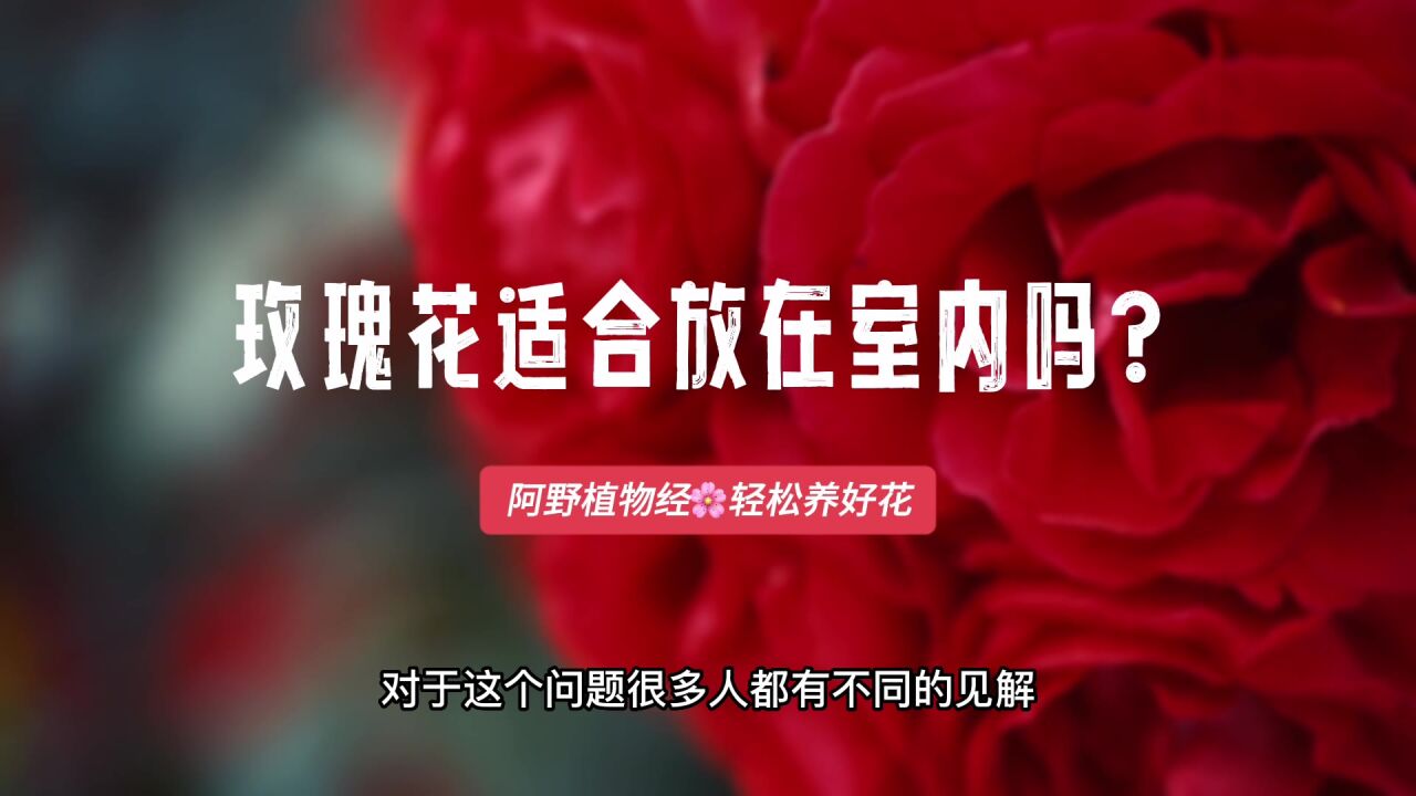 玫瑰花适合放在室内吗?用于观赏和养护,有不一样的见解