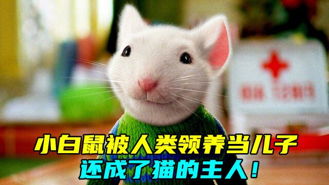 超治愈喜剧!小白鼠被人类领养当儿子,还成了猫的主人