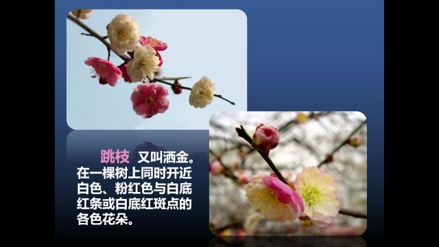 科学干细胞——新春赏梅