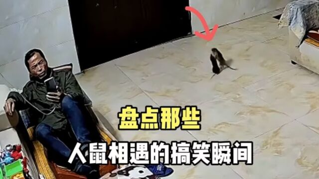 盘点人鼠相遇的搞笑瞬间,原来猛男也怕老鼠,原谅我不厚道的笑了