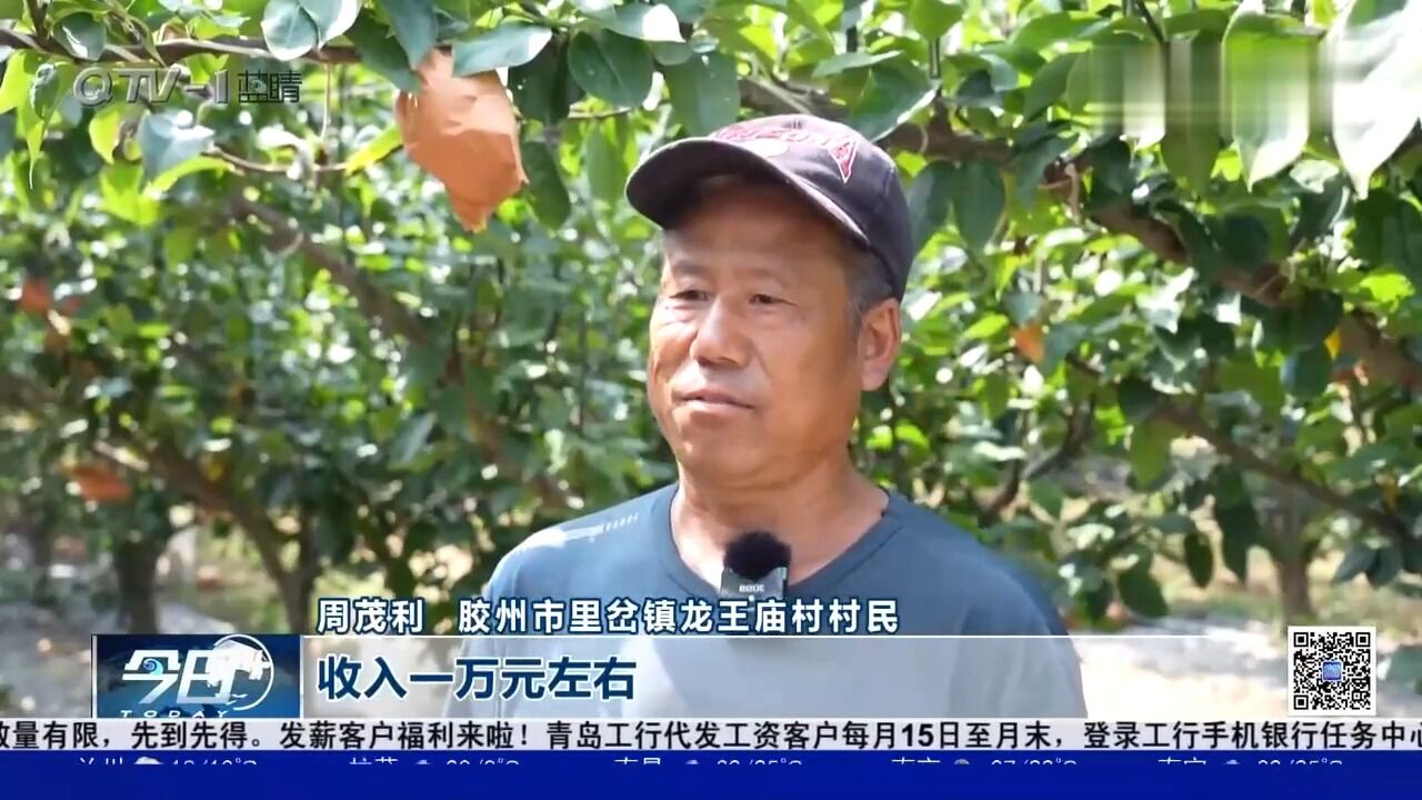 金秋收获“致富果”,产业兴旺“有好戏”