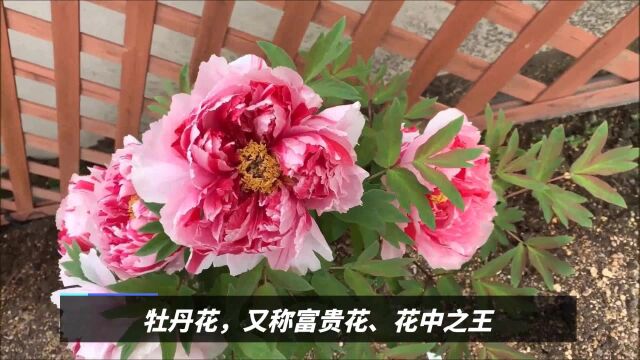 适合家养植物牡丹花