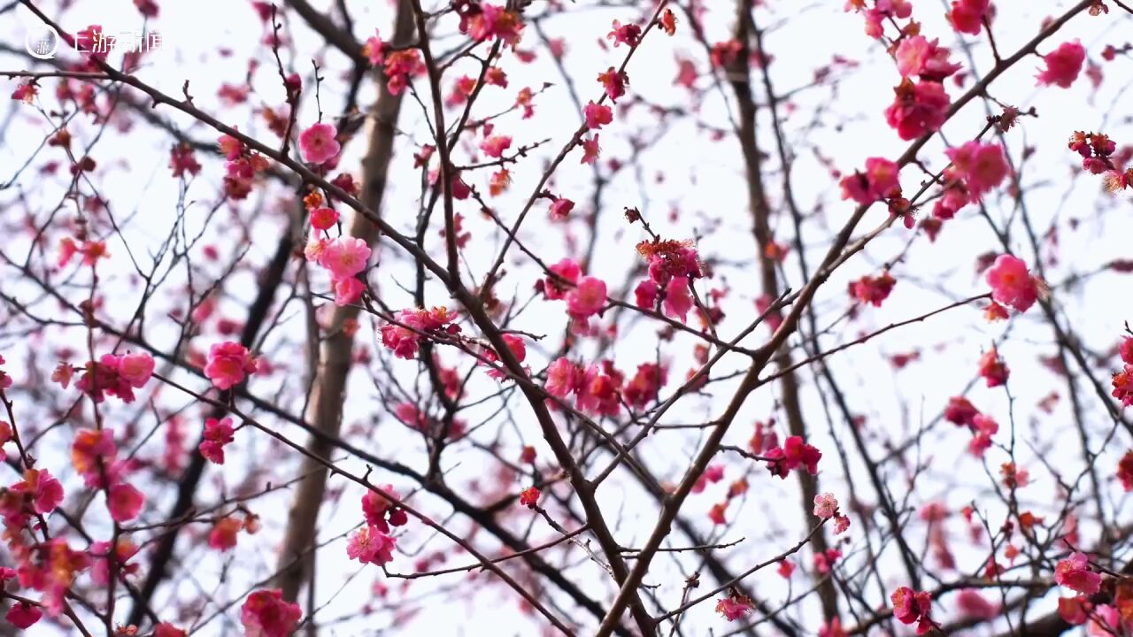 宝藏重庆|鸿恩寺观花指南