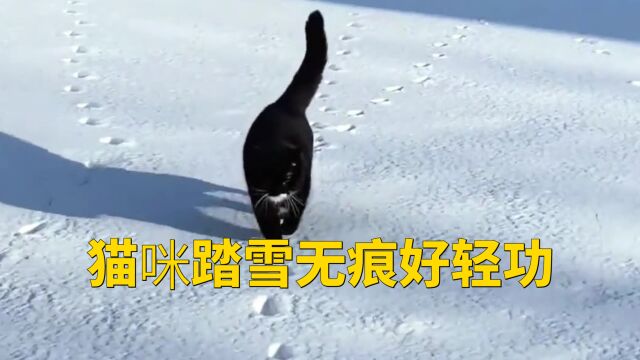 猫咪踏雪无痕好轻功