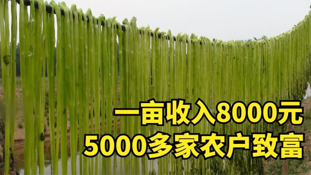 残疾教师靠赊账种贡菜,带5000多家农户致富,他是如何做到的?