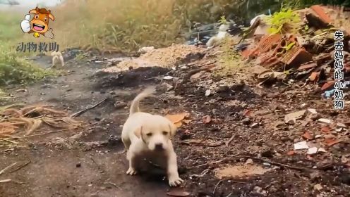 2条小奶狗失去妈妈，在野外流浪，把人类当成妈妈追逐（完整视频） #流浪狗 #救助流浪狗 #狗狗