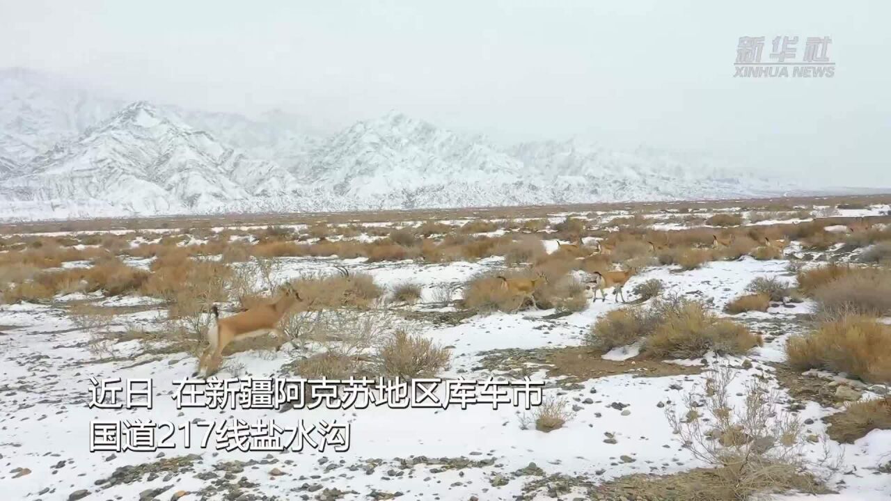 新疆库车:鹅喉羚踏雪撒欢