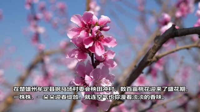 牟定三月桃花醉春风 灼灼其华惹人爱