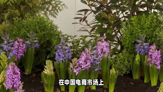 鲜花电商明星公司花加停业整顿?最火的鲜花电商怎么了?