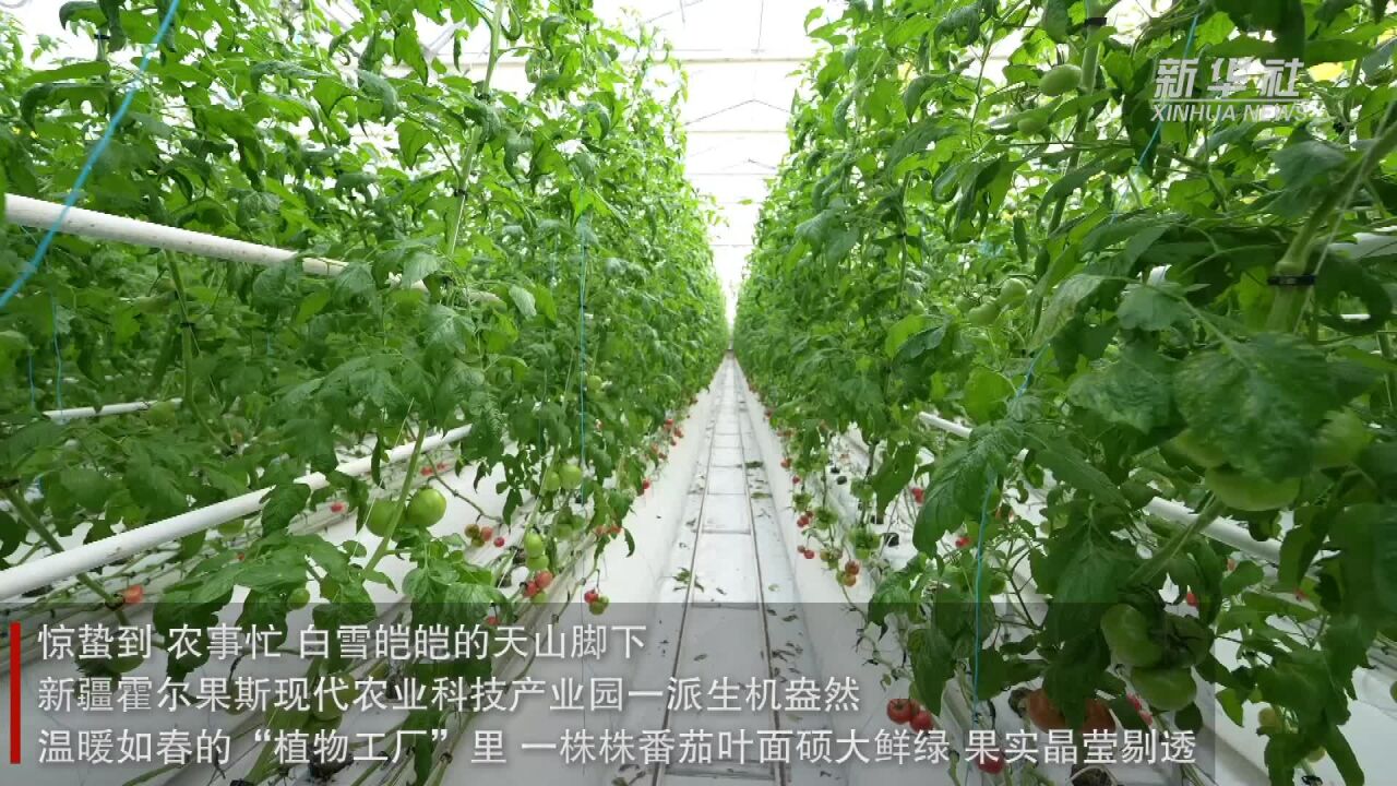 新疆:科技助力番茄产业兴旺