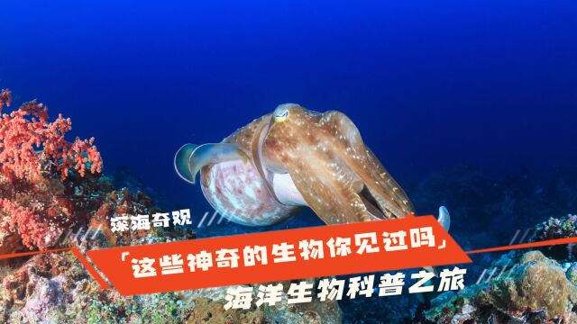 深海奇观:12个让你惊叹的深海生物