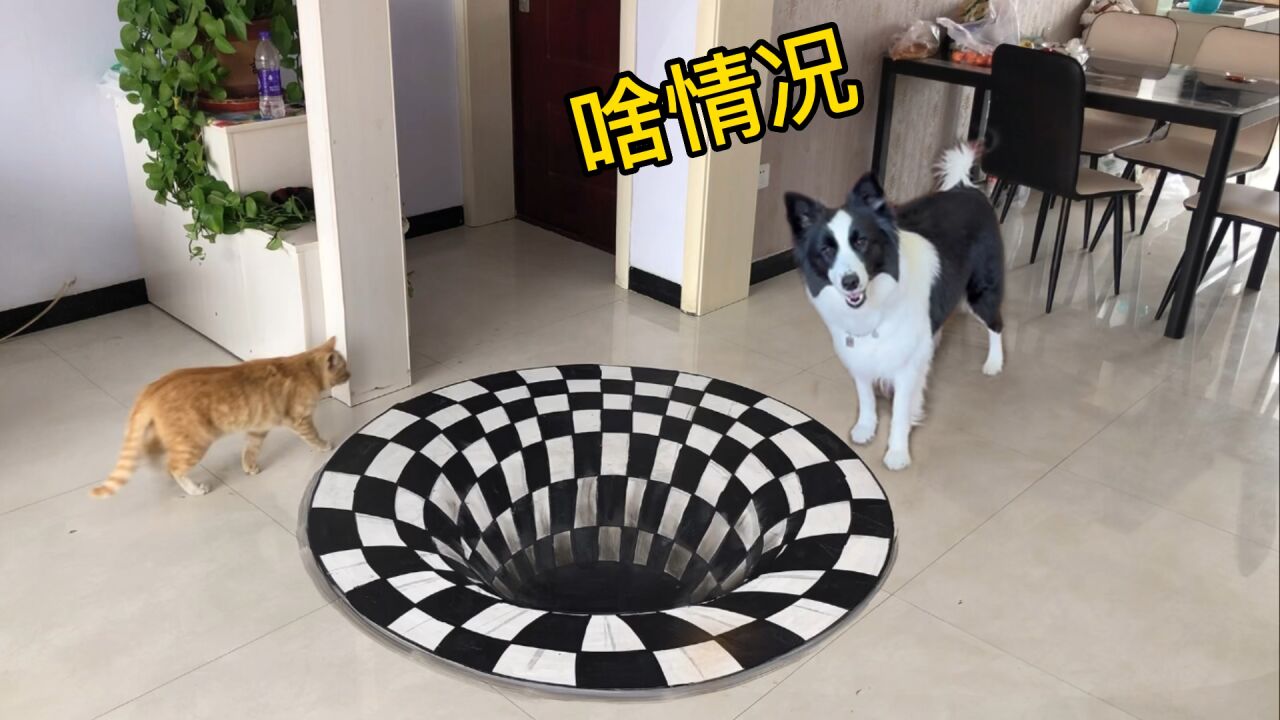 画一块眩晕地毯,猫看到会有啥反应