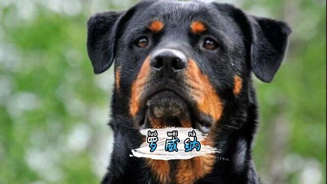 罗威纳是非常好的护卫犬,但是新手不建议养#罗威纳 #罗威纳护卫犬