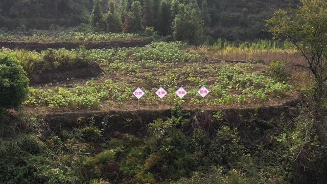 白花泡桐叶基地