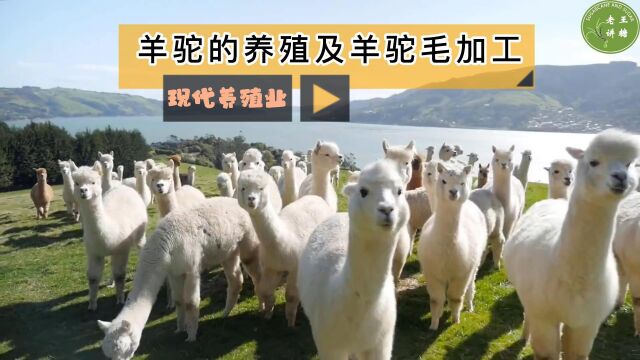 现代养殖业之——羊驼的养殖及羊驼绒加工(老王讲糖系列视频)