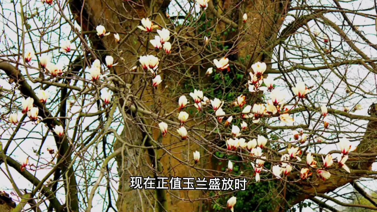 宁波的玉兰树王,花开正艳,分外妖娆