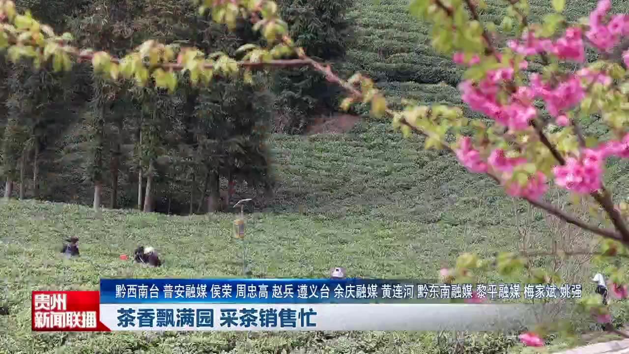 茶香飘满园 采茶销售忙