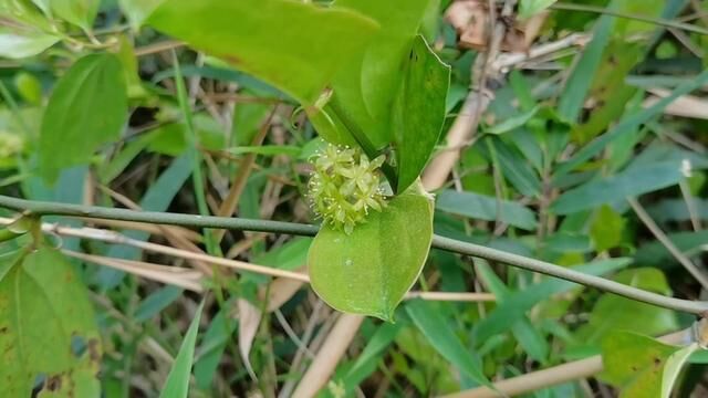 菝葜,一种你熟悉的但不普通的蜜源植物,你家乡有吗? #植物科普 #养蜂 #养蜂技术分享 #古木参天养蜂视频