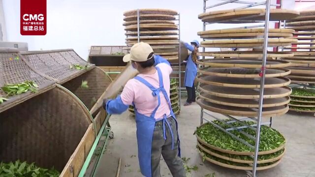 秋日问茶 | 央视新闻再次关注安溪秋茶采收