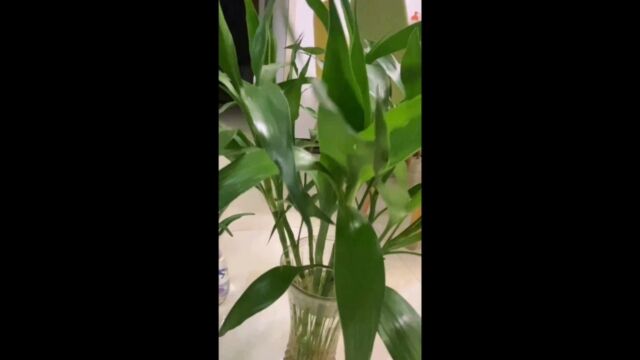 种植植物