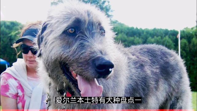 爱尔兰本土特有犬种盘点(一)爱尔兰猎狼犬、爱尔兰梗、雪达犬