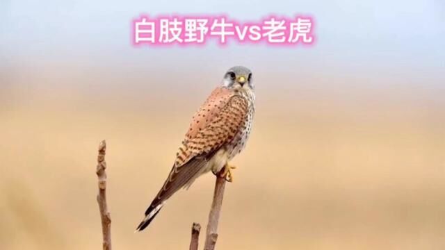 白肢野牛vs老虎,没想到野牛好心干了坏事#动物世界 #老虎 #野牛 #野生动物零距离