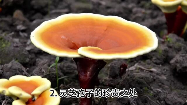 破壁灵芝孢子什么牌子的好