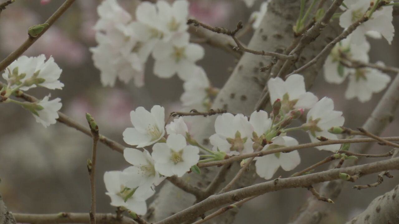 杭州早樱开花啦!玉渊潭公园近三千株樱花陆续绽放