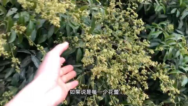 荔枝花流蜜条件,蜜蜂可以判断当天流蜜量安排当天采蜜时间!