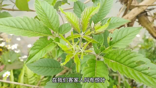 农村的黄荆泡水喝,有何作用看了真的厉害了,可惜知道人不多