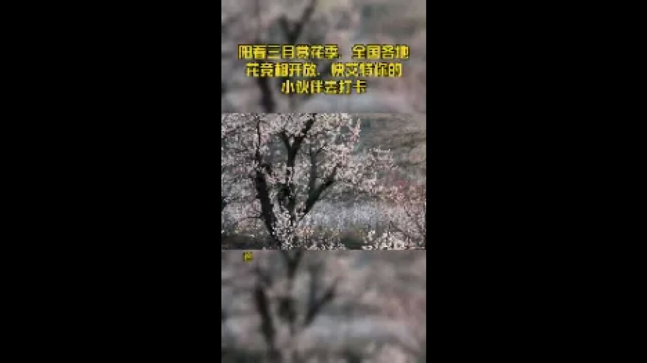 阳春三月赏花季,全国各地花竞相开放,快艾特你的小伙伴去打卡