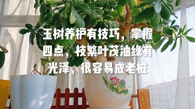 玉树养护有技巧,掌握四点,枝繁叶茂油绿有光泽,很容易成老桩